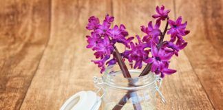 Walentynkowe hiacynty Walentynkowe hiacynty