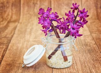 Walentynkowe hiacynty Walentynkowe hiacynty