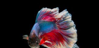 Ryby jako pierwsze uprawiały seks Ryby jako pierwsze uprawiały seks