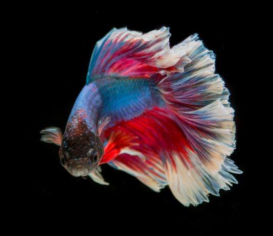 Ryby jako pierwsze uprawiały seks Ryby jako pierwsze uprawiały seks