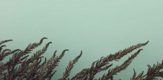 E-papierosy i liquidy E-papierosy i liquidy