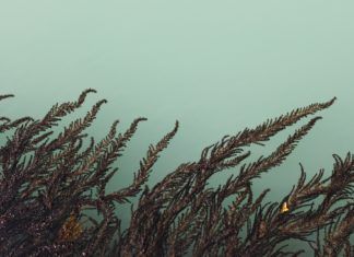 E-papierosy i liquidy E-papierosy i liquidy