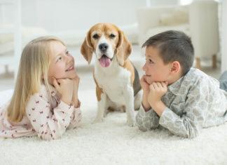 Dlaczego ważne jest wychowywanie dzieci wokół zwierząt? Dlaczego ważne jest wychowywanie dzieci wokół zwierząt?