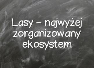 Lasy – najwyżej zorganizowany ekosystem Lasy – najwyżej zorganizowany ekosystem