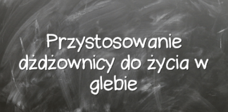 Przystosowanie dżdżownicy do życia w glebie Przystosowanie dżdżownicy do życia w glebie
