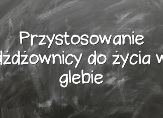 Przystosowanie dżdżownicy do życia w glebie Przystosowanie dżdżownicy do życia w glebie