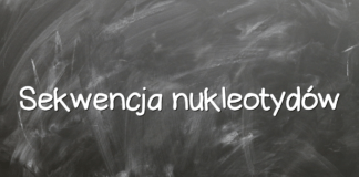 Sekwencja nukleotydów Sekwencja nukleotydów