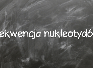 Sekwencja nukleotydów Sekwencja nukleotydów