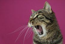 Śmieszne odzywki Śmieszne odzywki