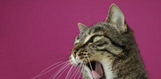 Śmieszne odzywki Śmieszne odzywki