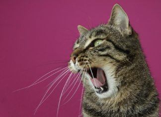 Śmieszne odzywki Śmieszne odzywki