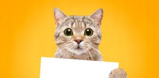 Jak opiekować się kotem? Jak opiekować się kotem?