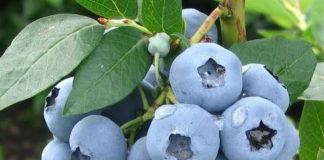 Wszystko, co musisz wiedzieć o uprawie borówki amerykańskiej Wszystko, co musisz wiedzieć o uprawie borówki amerykańskiej