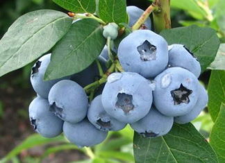 Wszystko, co musisz wiedzieć o uprawie borówki amerykańskiej Wszystko, co musisz wiedzieć o uprawie borówki amerykańskiej